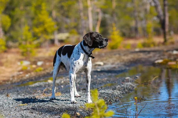 Собака Англійська Вказівник Стоїть Лісі Болоті — стокове фото