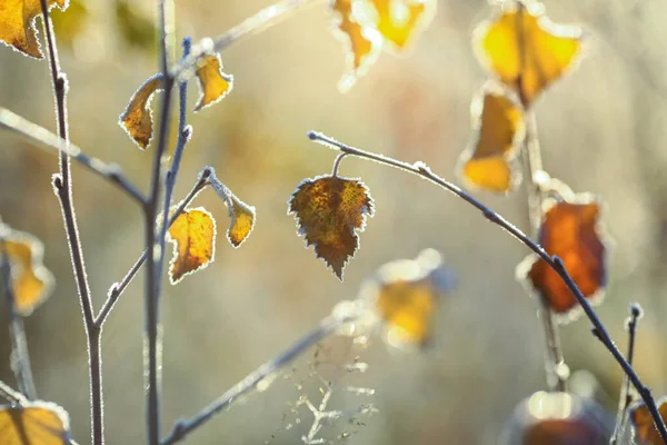 가을에 서리가 내리는 — 스톡 사진