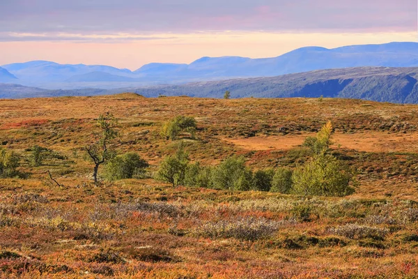 Verão Indiano Parque Nacional Forollhogna Localizado Parte Central Noruega — Fotografia de Stock