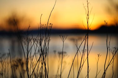 Trondheim fiyordunda renkli yaz günbatımının görüntüsü ve Trondheim şehri yakınlarındaki Oesanden plajındaki tarımsal alan beneset, çiçek silueti ve bulanık arka plan
