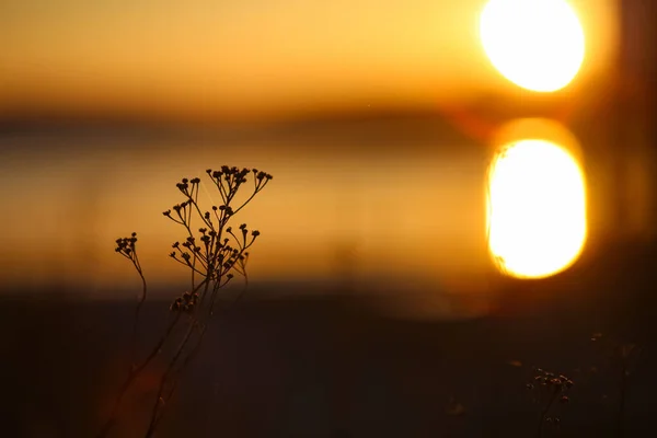 Över Den Färgglada Sommarsolnedgången Vid Trondheimfjorden Och Jordbruksområdets Fördelar Stranden — Stockfoto