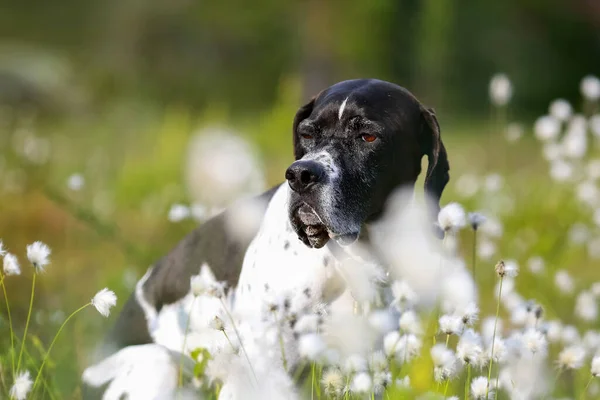 Hond Engels Pointer Portret Het Zonnige Moeras Omringd Door Wit — Stockfoto