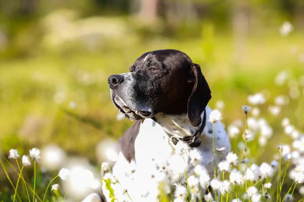 Hund Engelska Pekare Porträtt Soligt Träsk Omgiven Vit Bomull Gräs — Stockfoto
