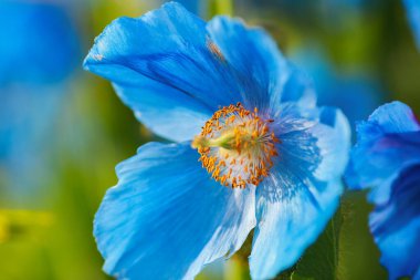 Çiçek açan fabrika Meconopsis Grandis yeşil arka planda
