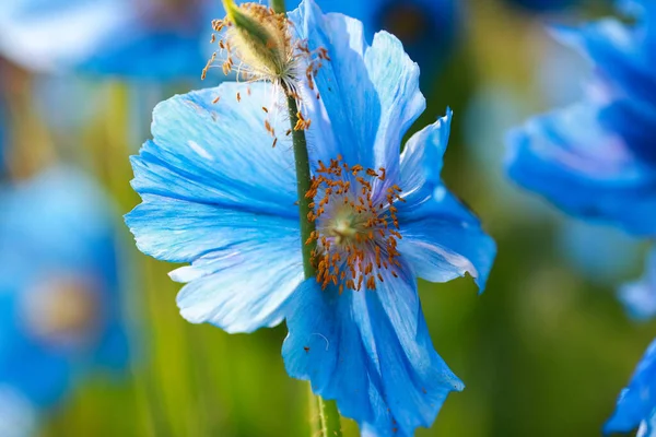Blooming Plant Meconopsis Grandis Green Background — Stock Photo, Image