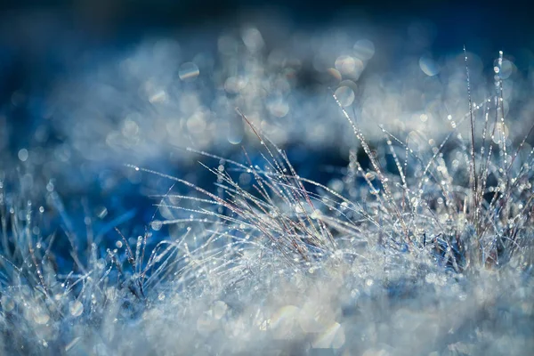 Plants Leaves Covered Frost Autumn — Stock Photo, Image