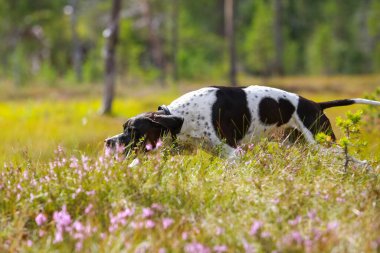 Köpek ingilizce işaretçisi çiçek açan fundalarla çevrili güneşli ormanda avlanıyor.