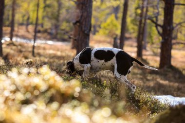 Köpek ingilizce işaretçisi güneşli ormanda avlanıyor