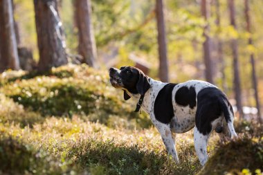 Köpek ingilizce işaretçisi güneşli ormanda avlanıyor