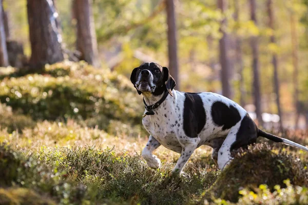 Полювання Собаку Англійською Мовою Сонячному Лісі Стокове Зображення