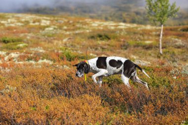 Köpek ingilizcesi Norveç 'te dağlarda avlanıyor.