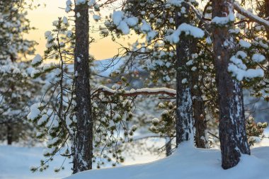 Karlı kış ormanlarında altın saat. Çam ağaçları karla kaplı. Fotoğraf Innerdalen (Innset), Norveç 'te çekildi.