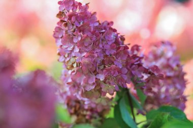 Ortanca (İngilizce: Hydrangea), Asya ve Amerika kıtasında yetişen 70 'ten fazla çiçekli bitkiden oluşan bir cinstir..
