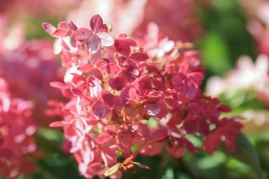 Ortanca (İngilizce: Hydrangea), Asya ve Amerika kıtasında yetişen 70 'ten fazla çiçekli bitkiden oluşan bir cinstir..