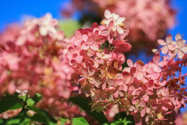 Ortanca (İngilizce: Hydrangea), Asya ve Amerika kıtasında yetişen 70 'ten fazla çiçekli bitkiden oluşan bir cinstir..