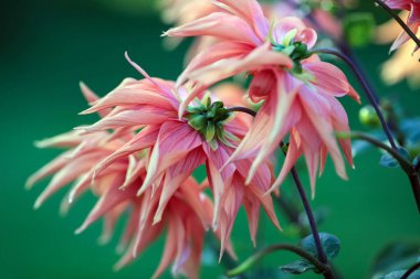 Dahlia sonbaharda çiçek açan dikotipli bitkilerin (ayrıca Asteraceae olarak da bilinir) bir üyesidir.