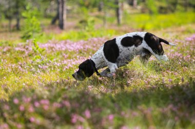 Köpek ingilizce işaretçisi çiçek açan fundalığın ormanında avlanıyor.