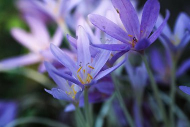 Colchicum (ya da sonbahar kruvazörü), uzun ömürlü bir çiçek cinsidir. Botanik ailesinin bir üyesidir, Colchicaceae.