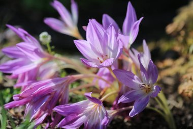 Colchicum (ya da sonbahar kruvazörü), uzun ömürlü bir çiçek cinsidir. Botanik ailesinin bir üyesidir, Colchicaceae.