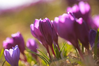 Parktaki mavi çiçek açan bahar bitkisinin fidanlığı.