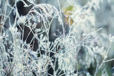 Sonbaharda soğuk havada buzla kaplı bitkiler ve çimenler.