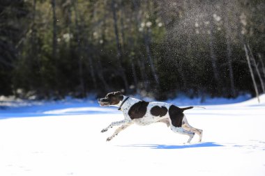 Kar üzerinde çalışan köpek İngilizce işaretçi 