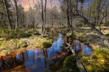 Norveç 'teki Innerdalen (Innset) ormanında bahar seli