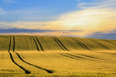 Yazın gün batımında tarım tarlası