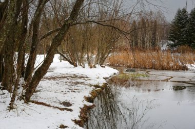 Trondheim 'daki Ringve Parkı' nda bahar, gölete yansıyan huş ağaçları....