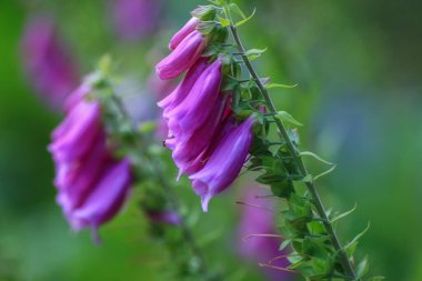 Yeşil arka planda çiçek açan sağlık bitkisi Foxglove (Digitalis Purpurea)
