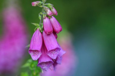 Yeşil arka planda çiçek açan sağlık bitkisi Foxglove (Digitalis Purpurea)