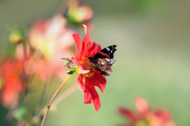 Dahlia sonbaharda çiçek açan dikotipli bitkilerin (ayrıca Asteraceae olarak da bilinir) bir üyesidir.