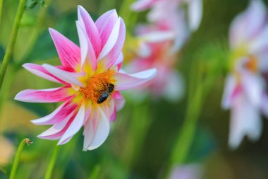 Dahlia sonbaharda çiçek açan dikotipli bitkilerin (ayrıca Asteraceae olarak da bilinir) bir üyesidir.