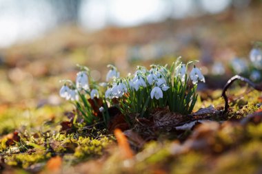 Galanthus nivalis, Galanthus cinsi içinde en çok bilinen ve en yaygın tür olan Galanthus 'dur..