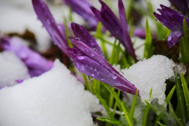 İlkbaharda yağan kardan sonra karla kaplı çiçek açan mor Crocus bitkisi.