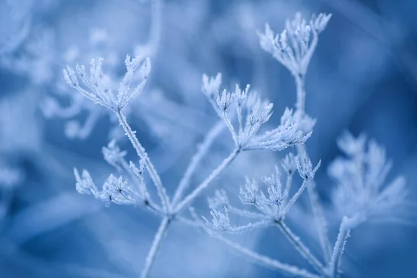 Växter Och Blad Täckta Med Frost Snö Och Stockbild