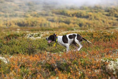 Köpek ingilizcesi Norveç 'te dağlarda avlanıyor.