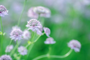 Astrantia major, Apiaceae familyasından bir bitki türü..