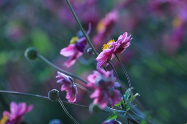 Anemone, Ranunculaceae familyasından çiçekli bir bitki cinsidir. Cins bitkilere genellikle rüzgâr çiçekleri denir..