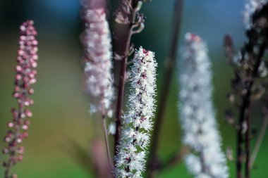 Actaea racemosa, siyah kohosh, siyah bugbane, siyah yılan ayağı, çıngıraklı-kafa, veya peri mumu (syn. Cimicifuga racemosa, Ranunculaceae familyasından bir bitki türü..