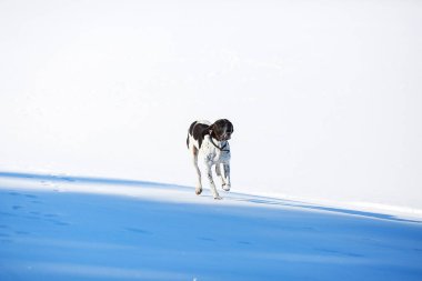 Baharda karda koşan köpek ingilizcesi işaretçisi.