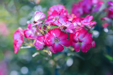 Çiçek açan mor gül ile yaz arkaplanı, yakın plan