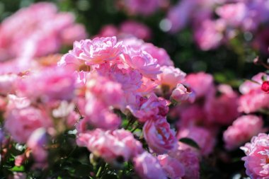 Çiçek açan mor gül ile yaz arkaplanı, yakın plan