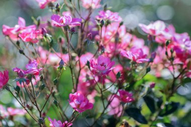 Çiçek açan mor gül ile yaz arkaplanı, yakın plan