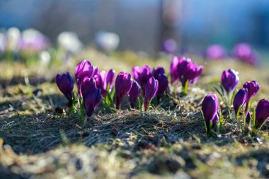 Mor Crocus bitkisinin fidanlığı İlkbaharda parkta çiçek açıyor