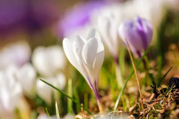 Plantation of the white plant Crocus blooming in the park in the spring