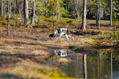 Köpek İngilizce işaretçisi sonbaharda bataklıkta avlanıyor.