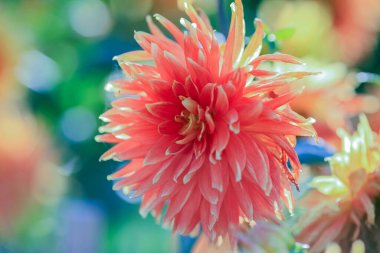 Dahlia sonbaharda çiçek açan dikotipli bitkilerin (ayrıca Asteraceae olarak da bilinir) bir üyesidir.