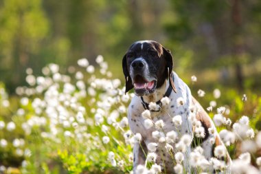 Köpek ingilizce işaretçisi ormandaki çiçek açan pamukta oturuyor.