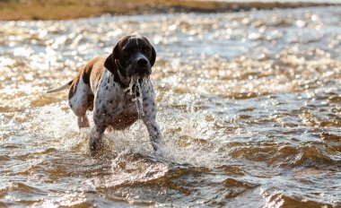 Havada bahar havası, suda koşan köpek ingilizce işaretçisi.